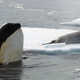 Illustration for article titled Killer whales swim three thousand miles just to lose their skin